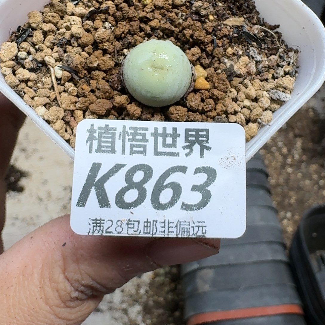 多肉植物的人啊fbb