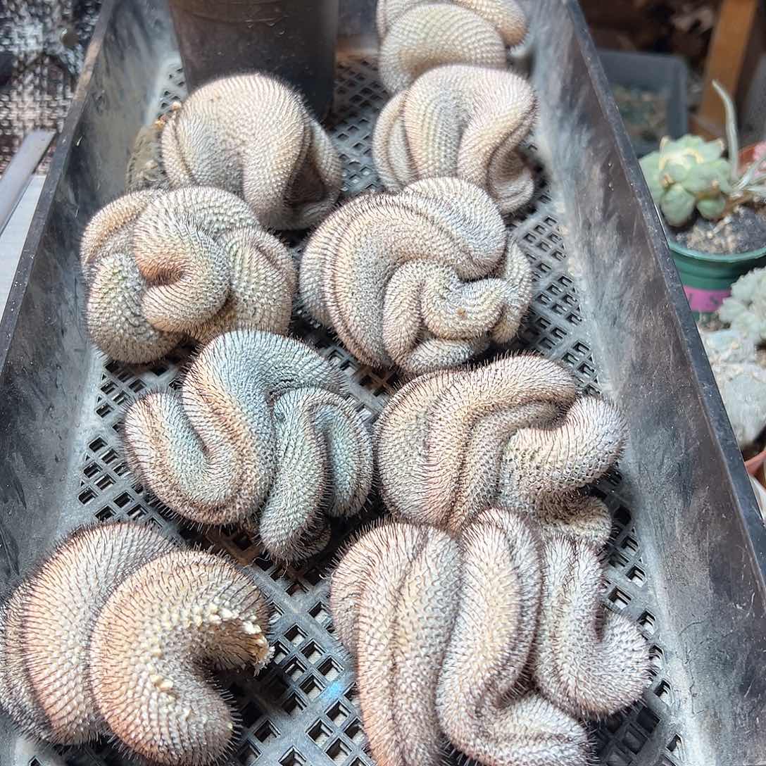 直刺佩蕾缀化无根7.5公分