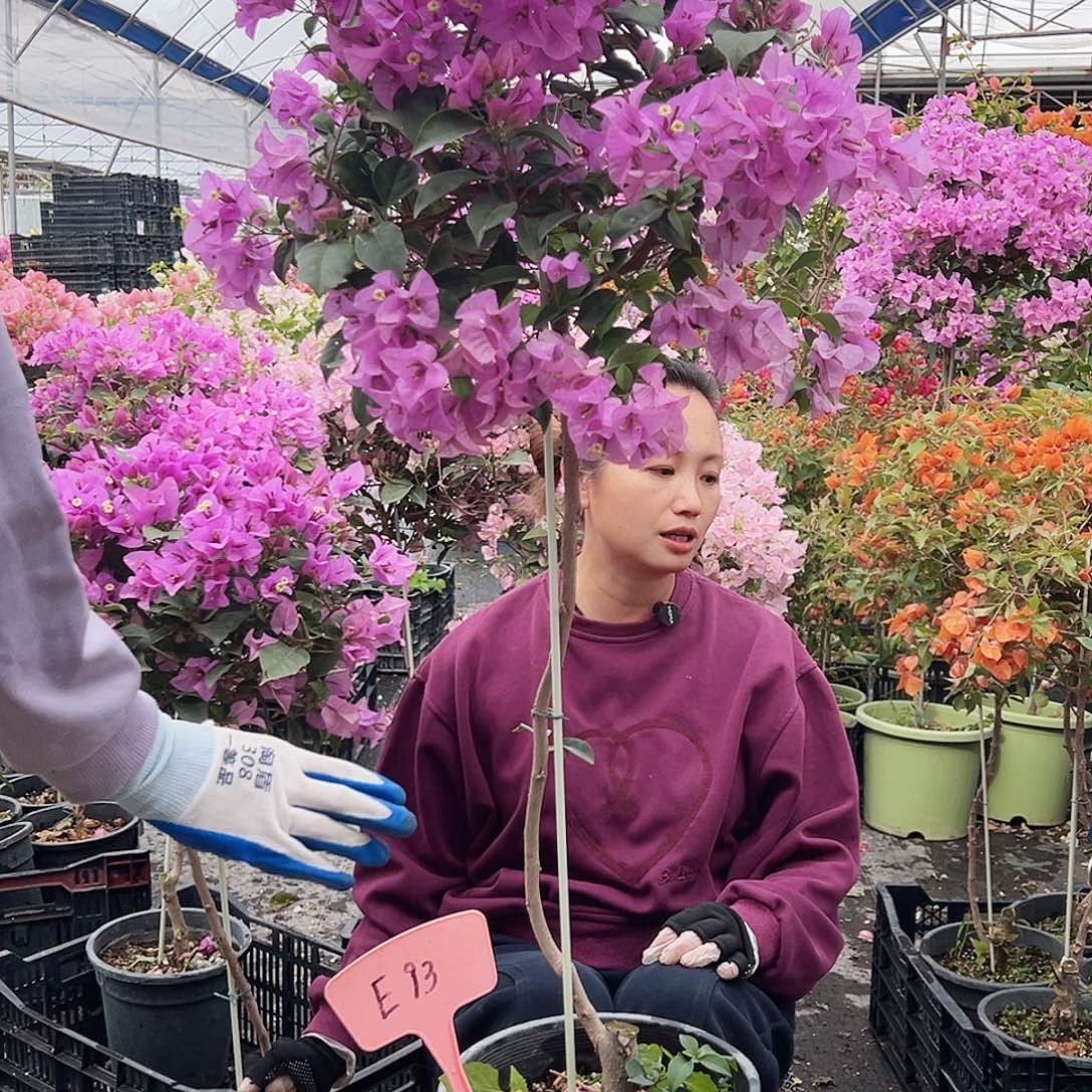 云***云大部分花苞少量开放E93巴西紫