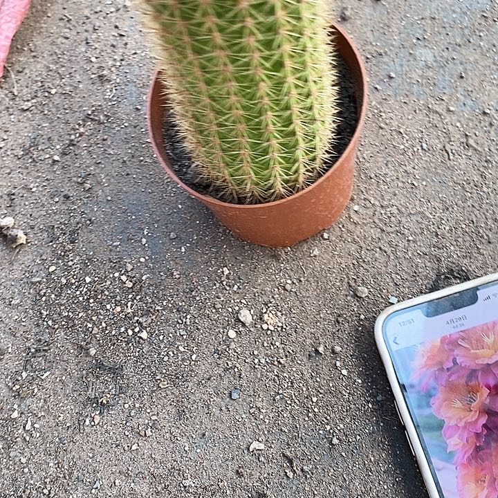 时光毛花毛花3578