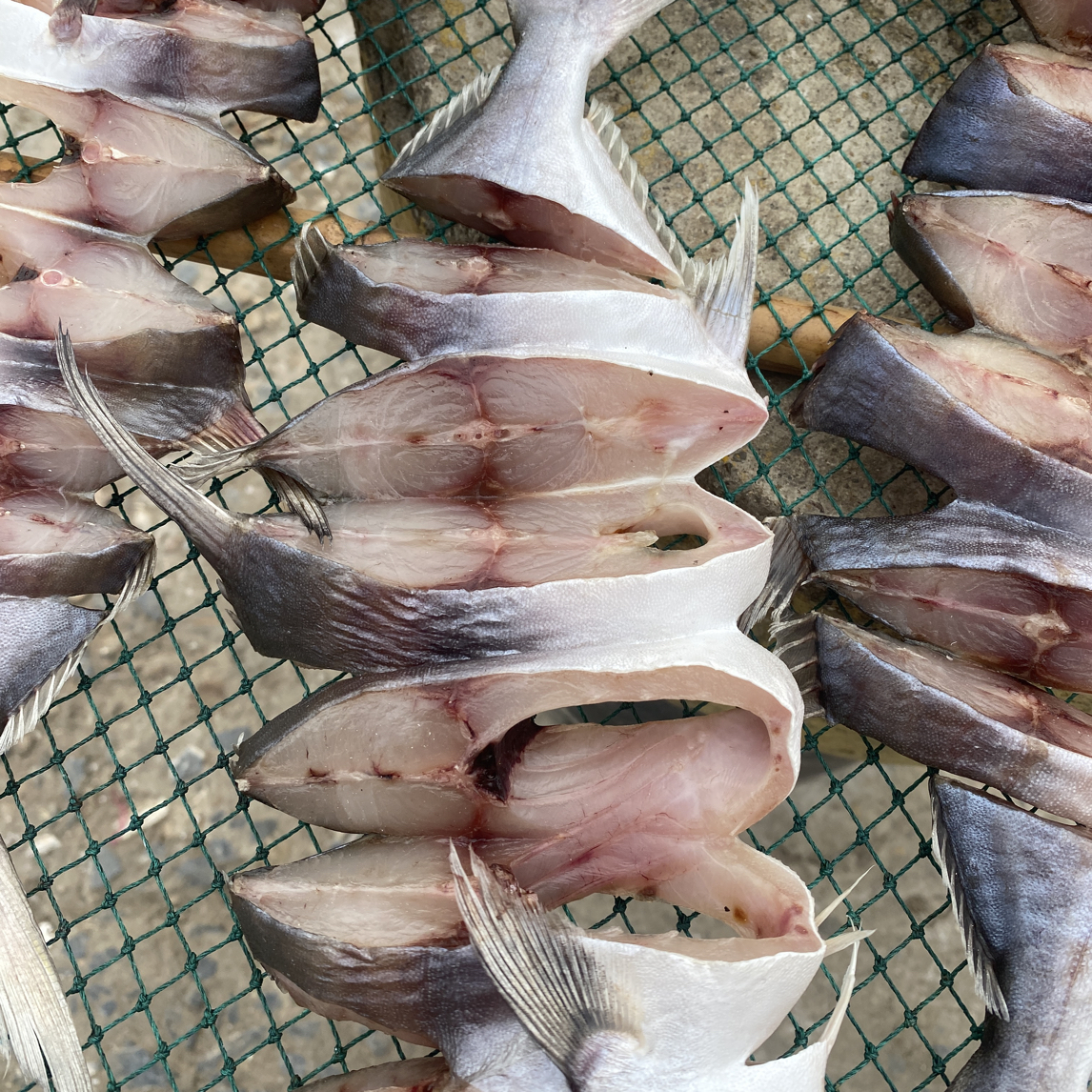 鲜晒金昌鱼三成干刚好够味