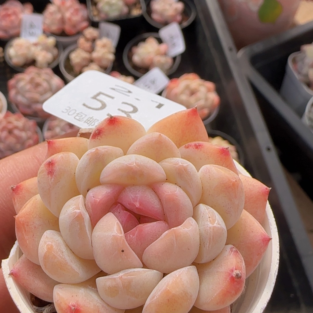 白桃汽水单头一颗脱土