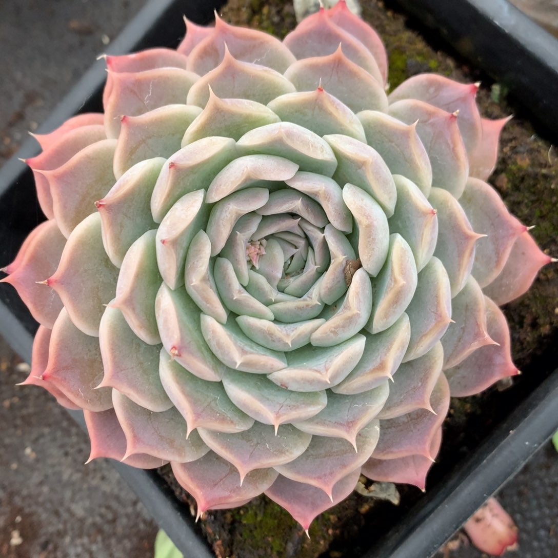 5196杂交多肉老桩