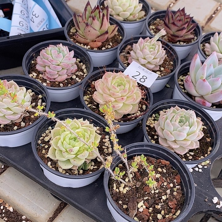 28 多肉植物盆栽花卉植物