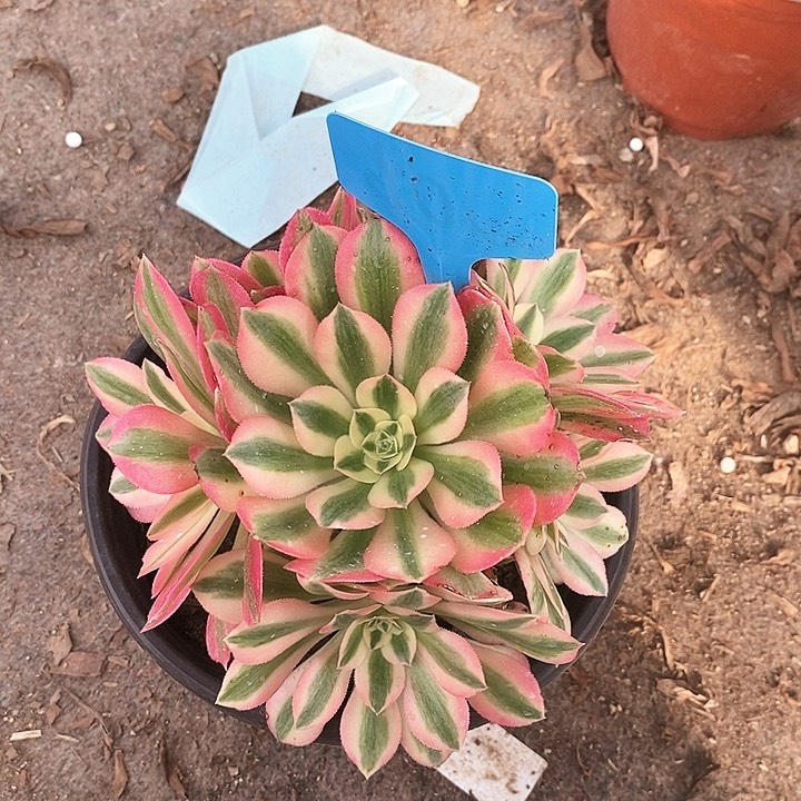 006 一颗粉女巫法师