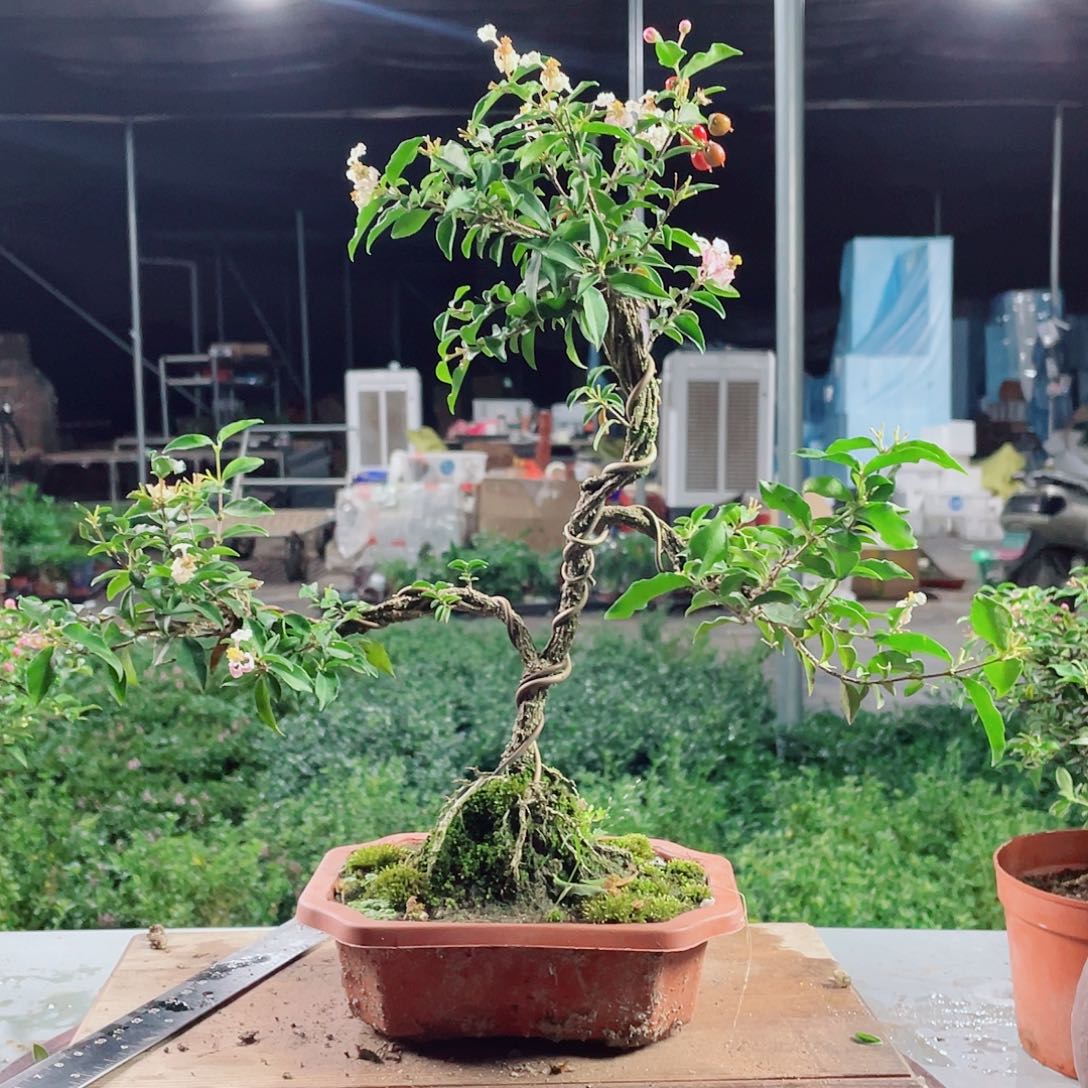 大部分花苞少量开放