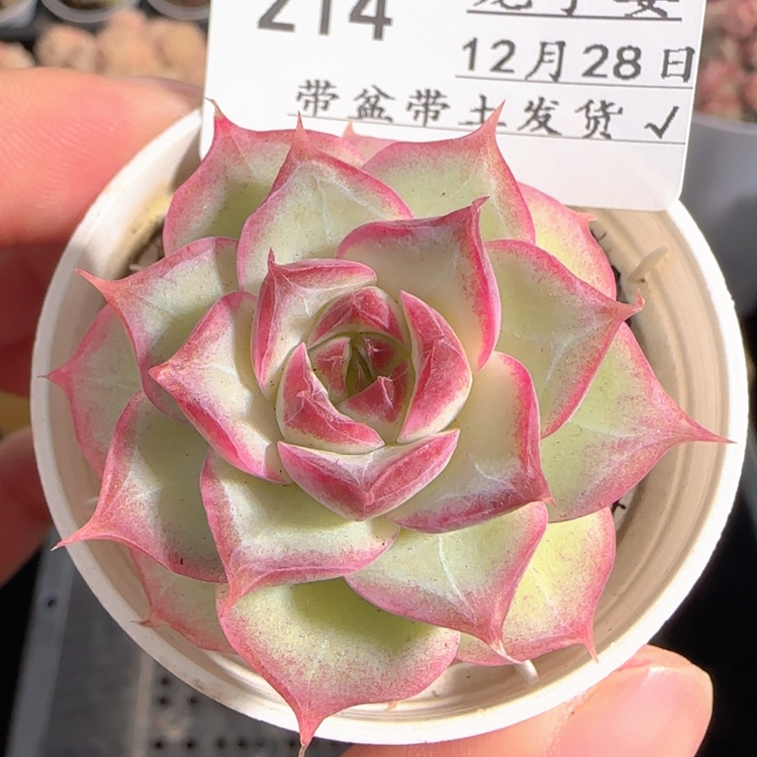 多肉1228-214女王玫瑰