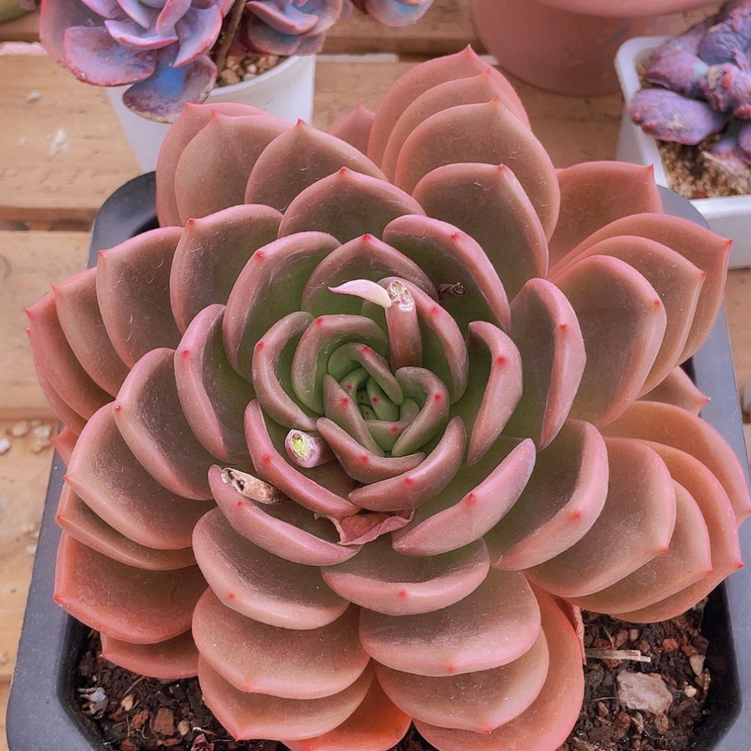 香槟22冠服叠叶福利价