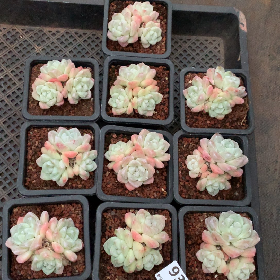 931号新疆西藏内蒙古不包邮的