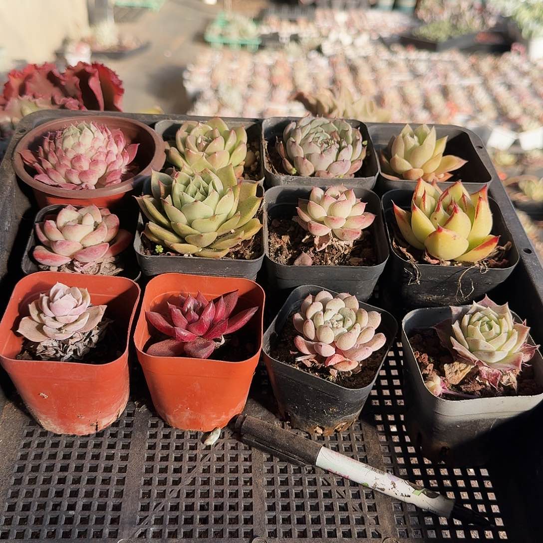 满20包邮零下拍保温箱65号筐无售后