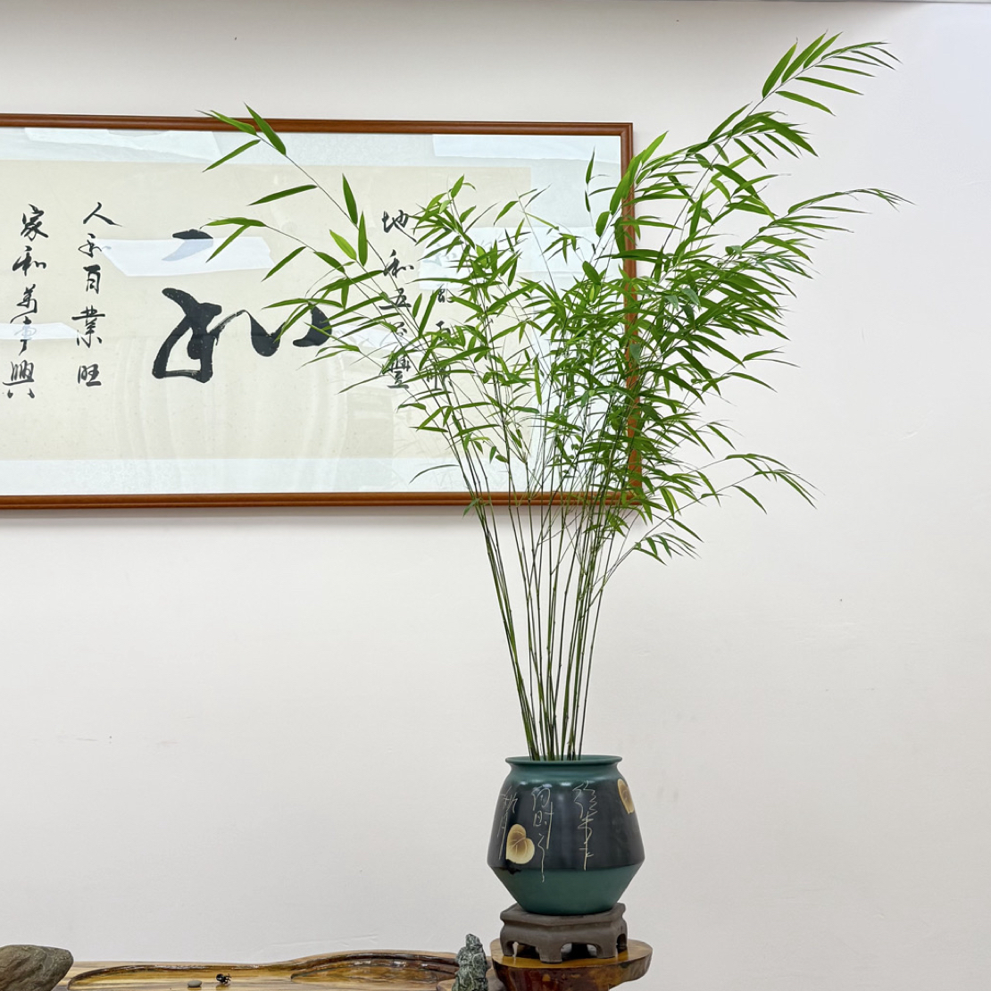 （直播间一物一拍）正宗内门竹，室内绿植，茶空间造景