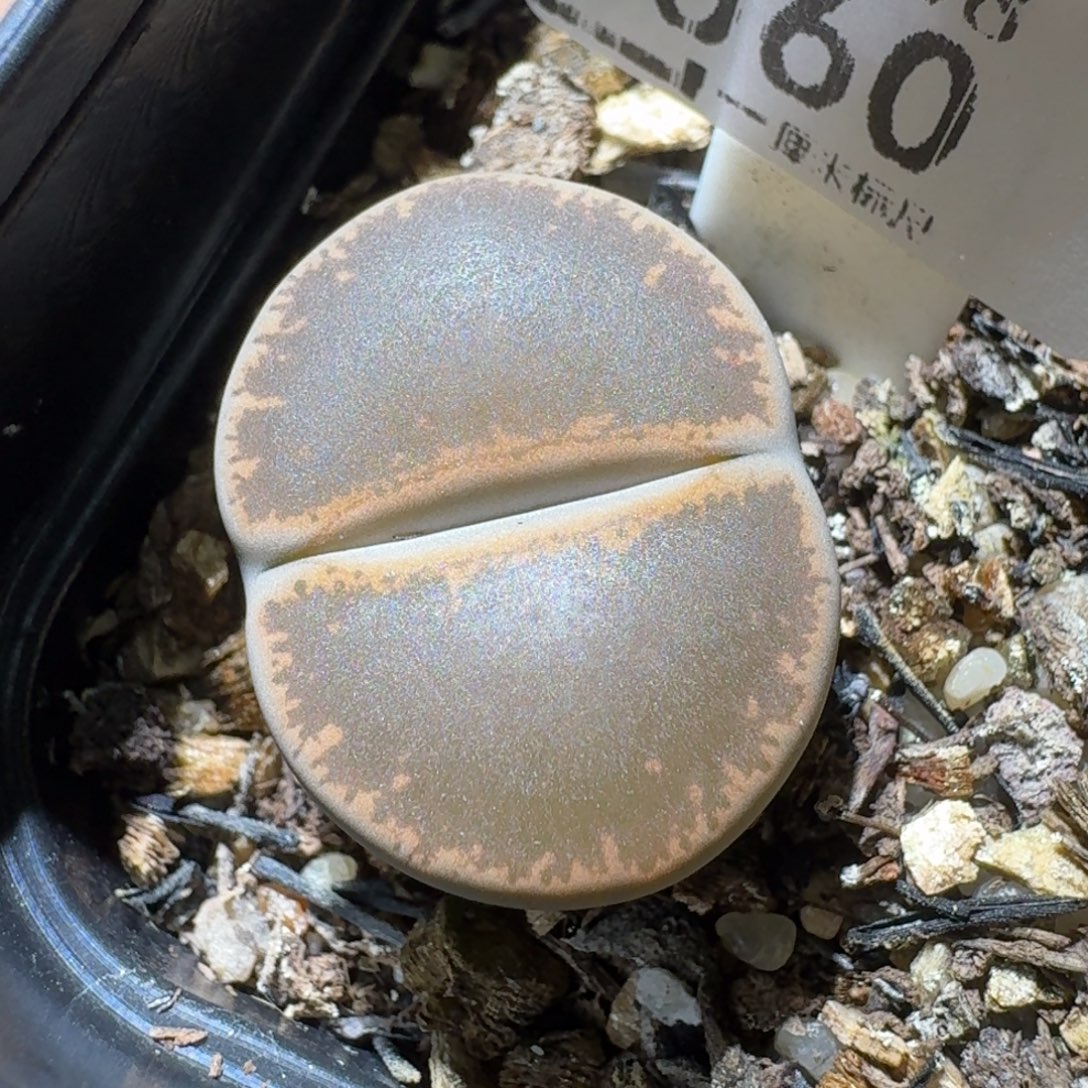 高品质生石花清清1560