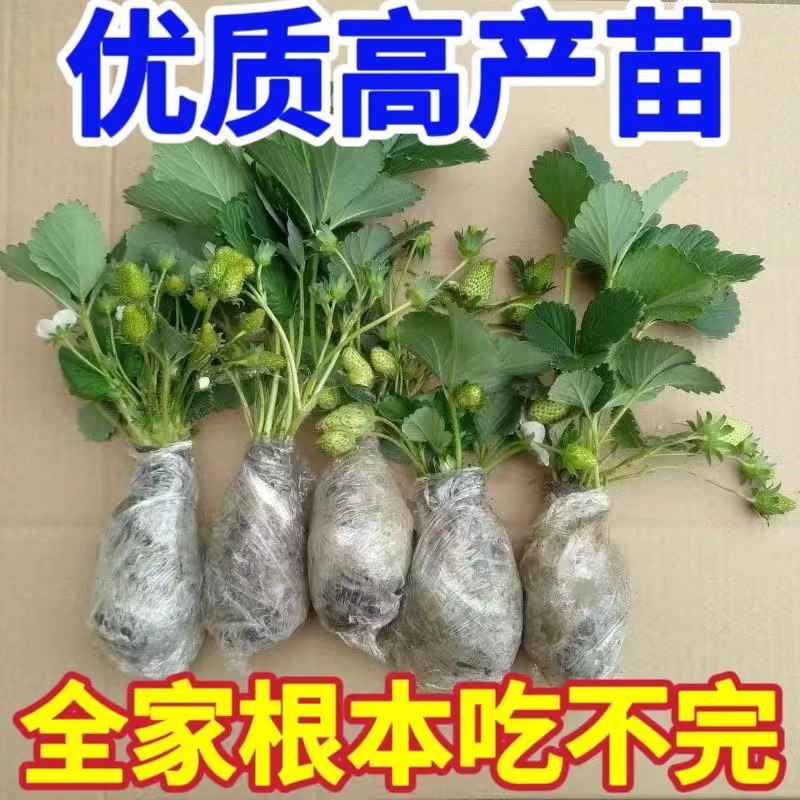 四季草莓苗奶油草莓盆栽地栽阳台四季结果南方北方种植当年结果