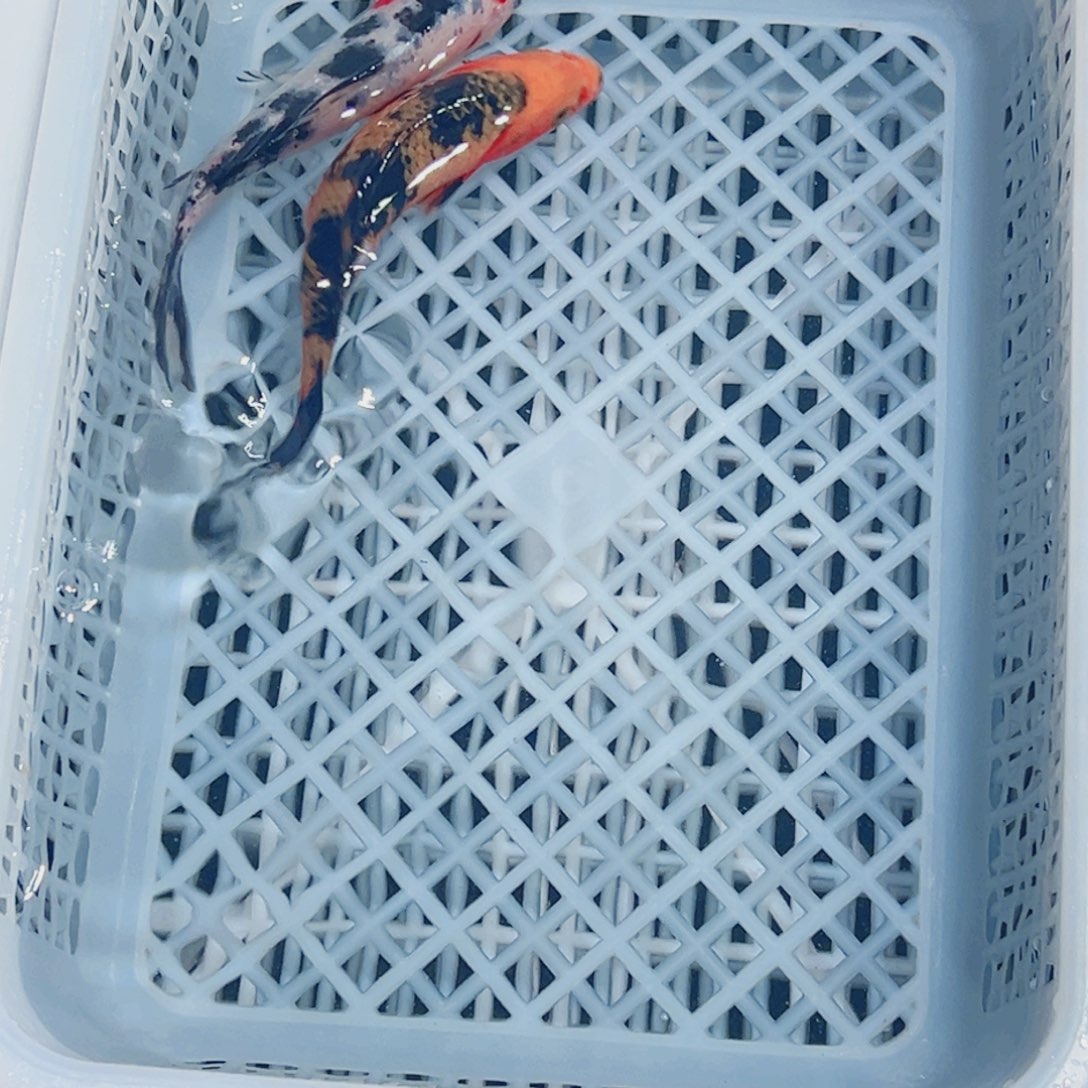 锦鲤锦鲤观赏鱼1111