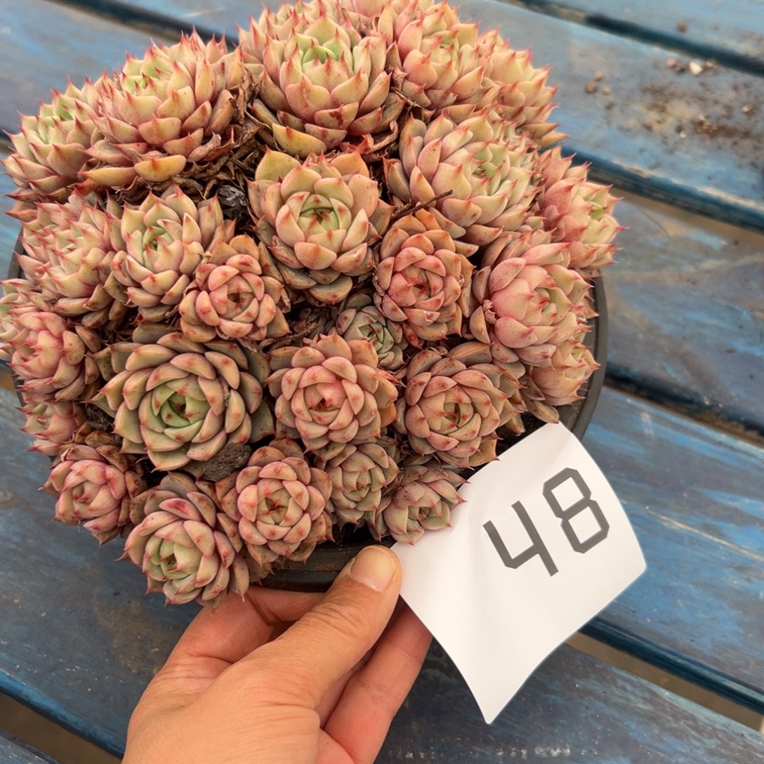 咖***啡48、还是哈哈都好发挥好发挥