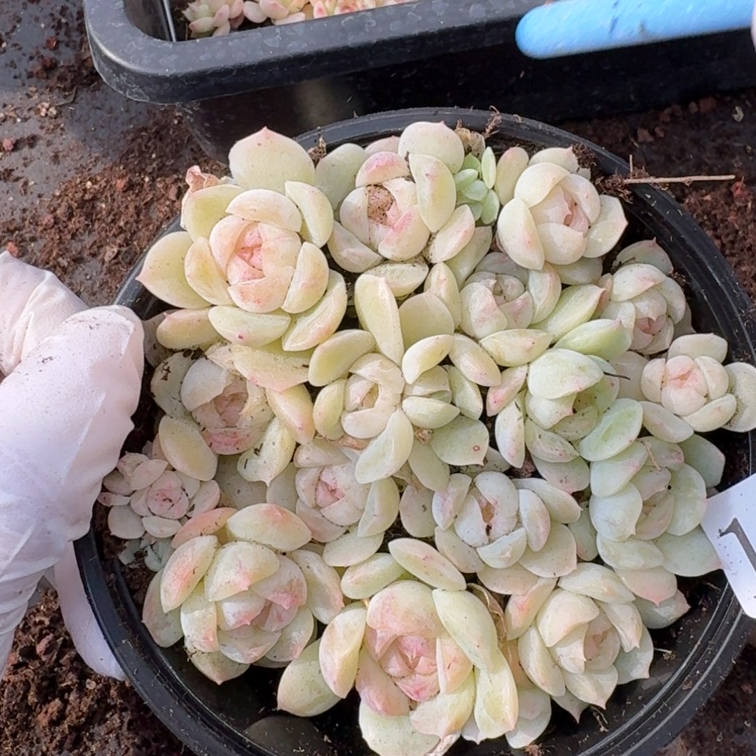 多肉植物多肉植物126