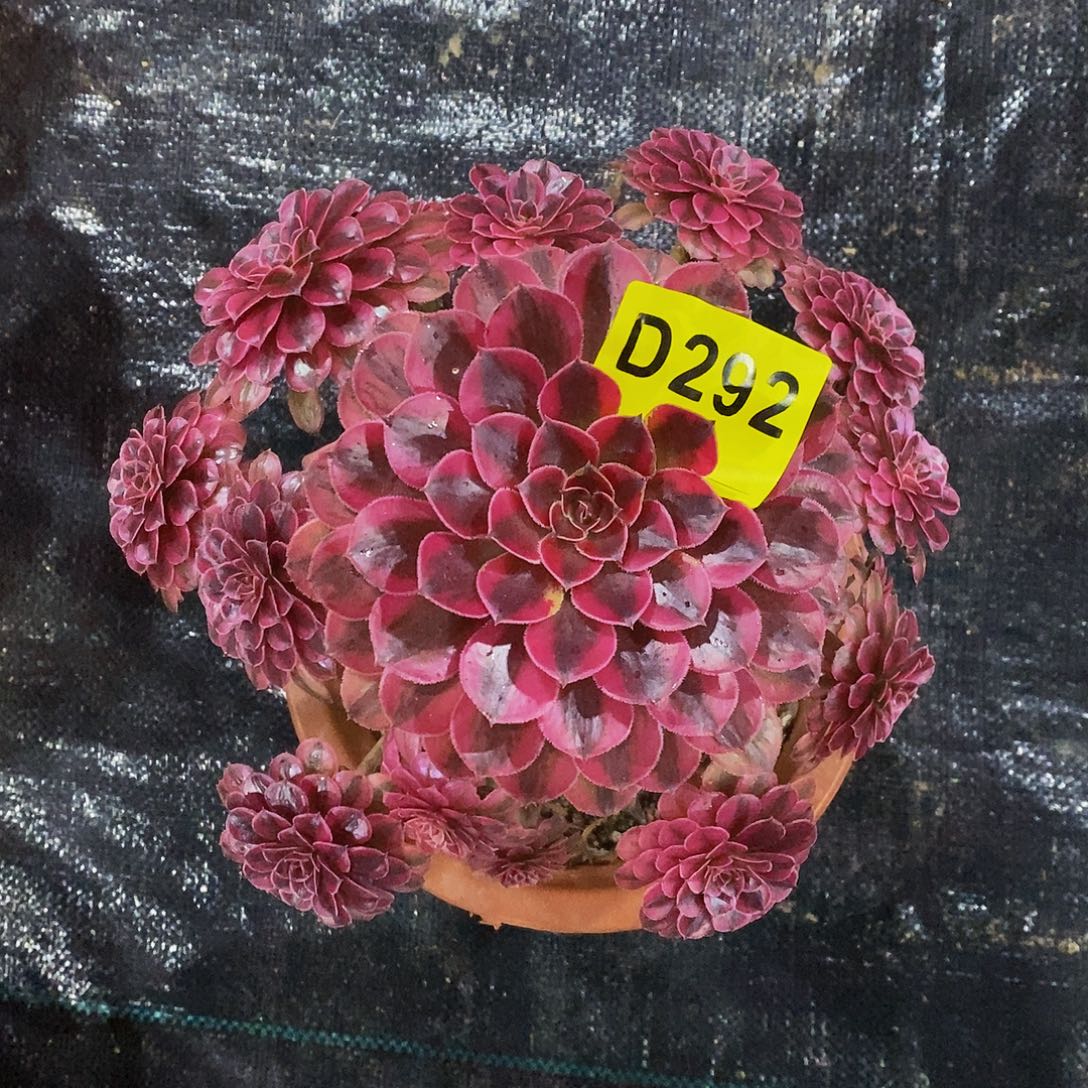 292黑铜白555555555