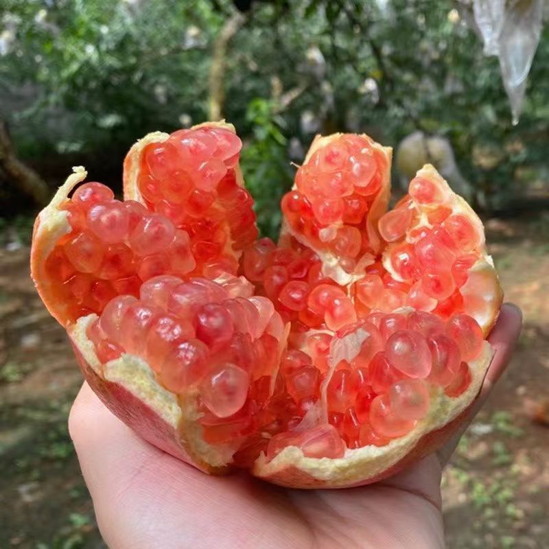 蒙自绿皮软籽石榴！