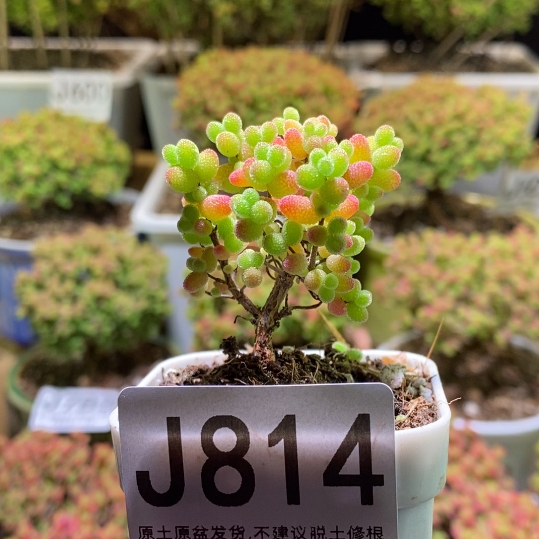 金桔糖球枝干番杏J814