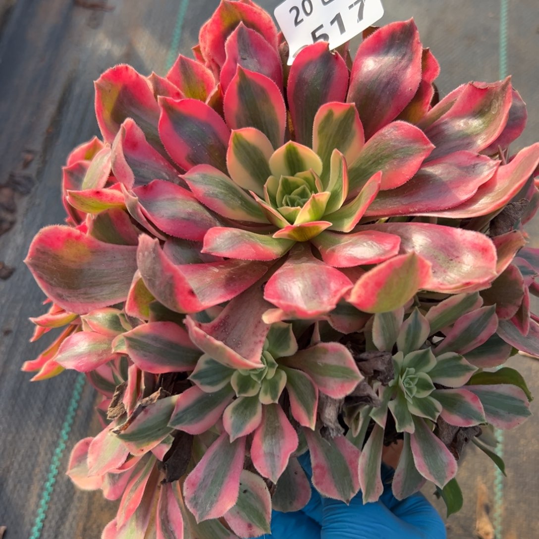 517女妖，，满20包嘟叮熊