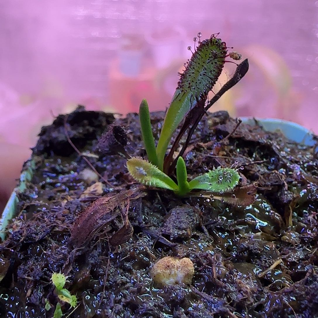 无花朵专拍墨菲特