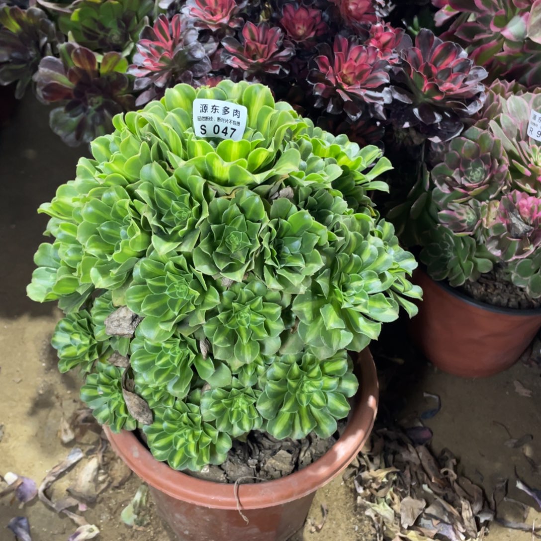 047翡翠多肉法师断枝不包