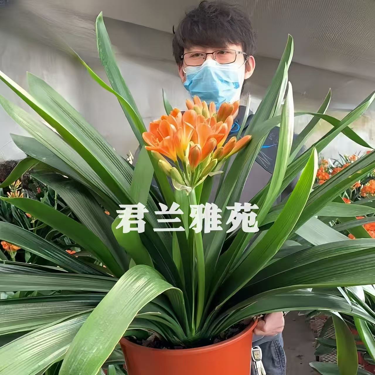   [砍头群兰]高端君子兰   客厅阳台书房 高端绿植