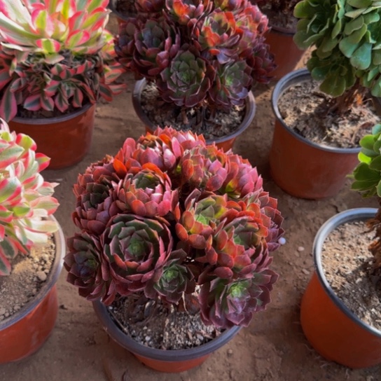 黑美人绣球9.9多肉植物