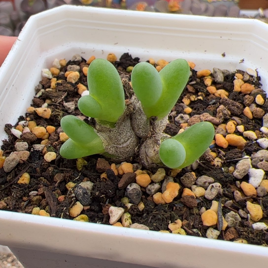 031号清指姬 多肉植物