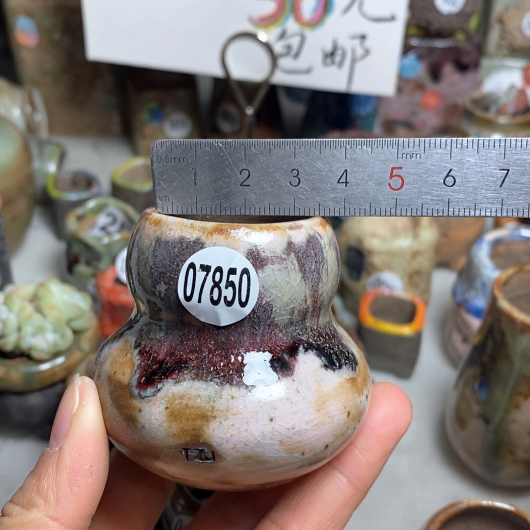 花盆拍5送一个小礼物