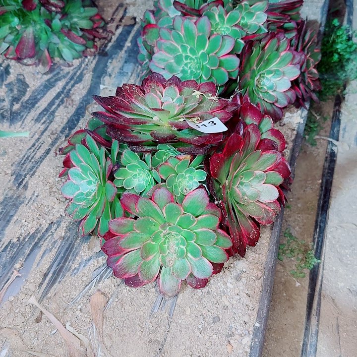 粉花妖313万圣节变异