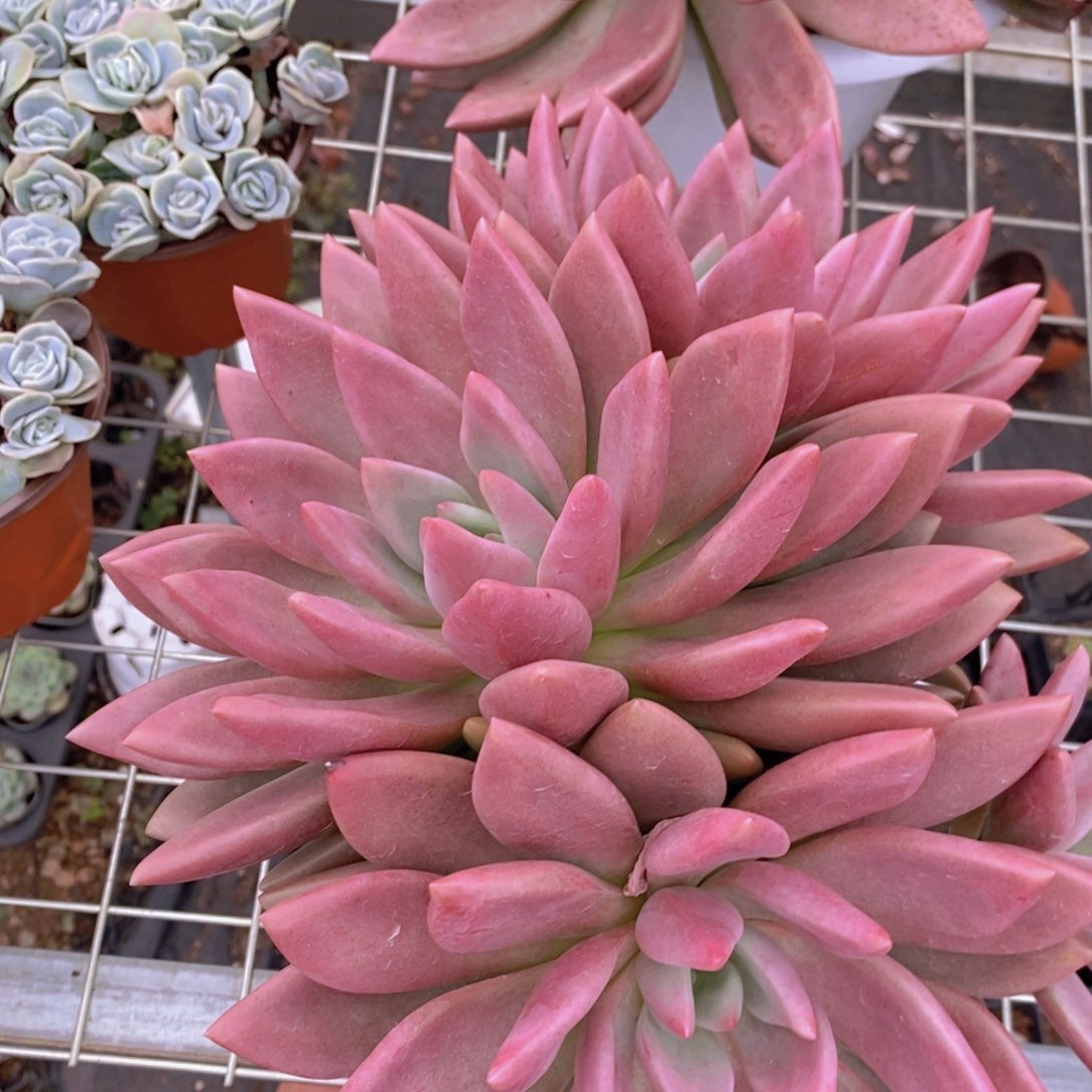 桃花源三头起发整桩无砍