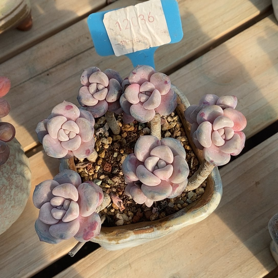 036统计璐璐璐璐了哦哦哦