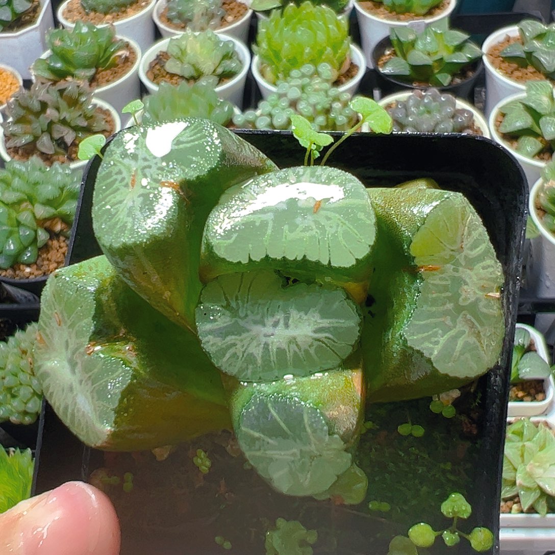 5418玉露多肉植物一颗