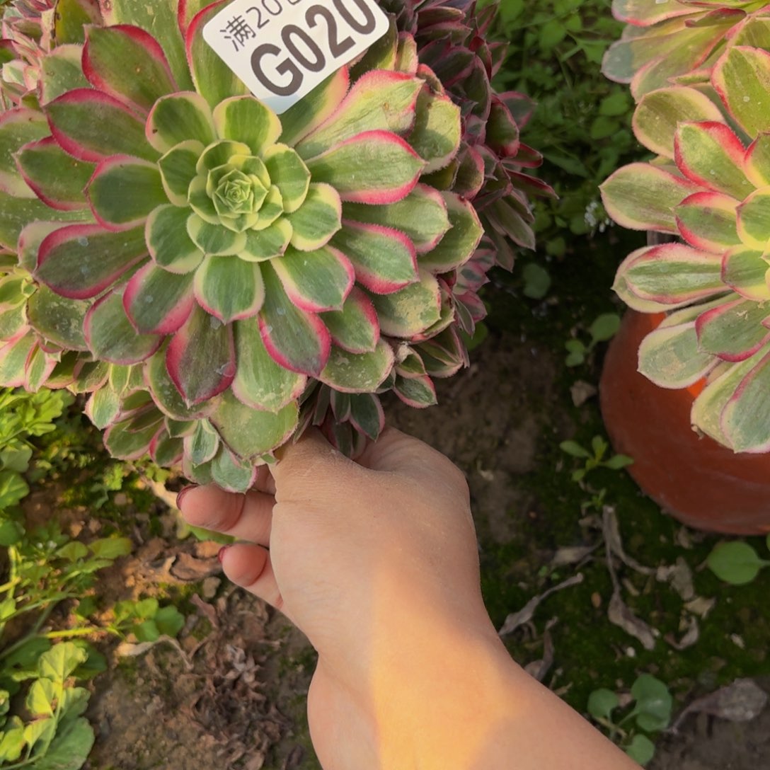 20多肉植物捧花的