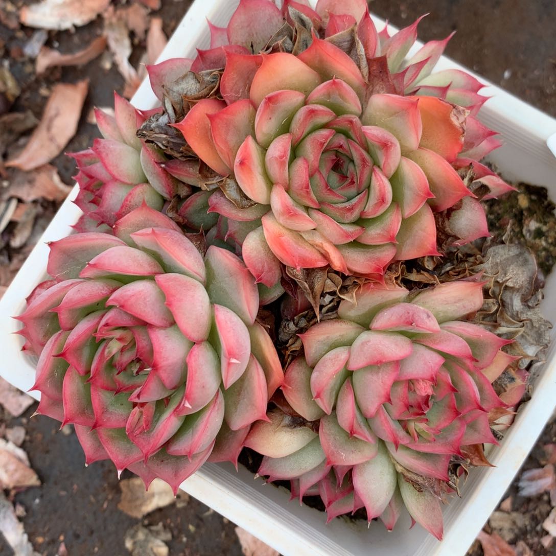 6313杂交精品基地13厘米