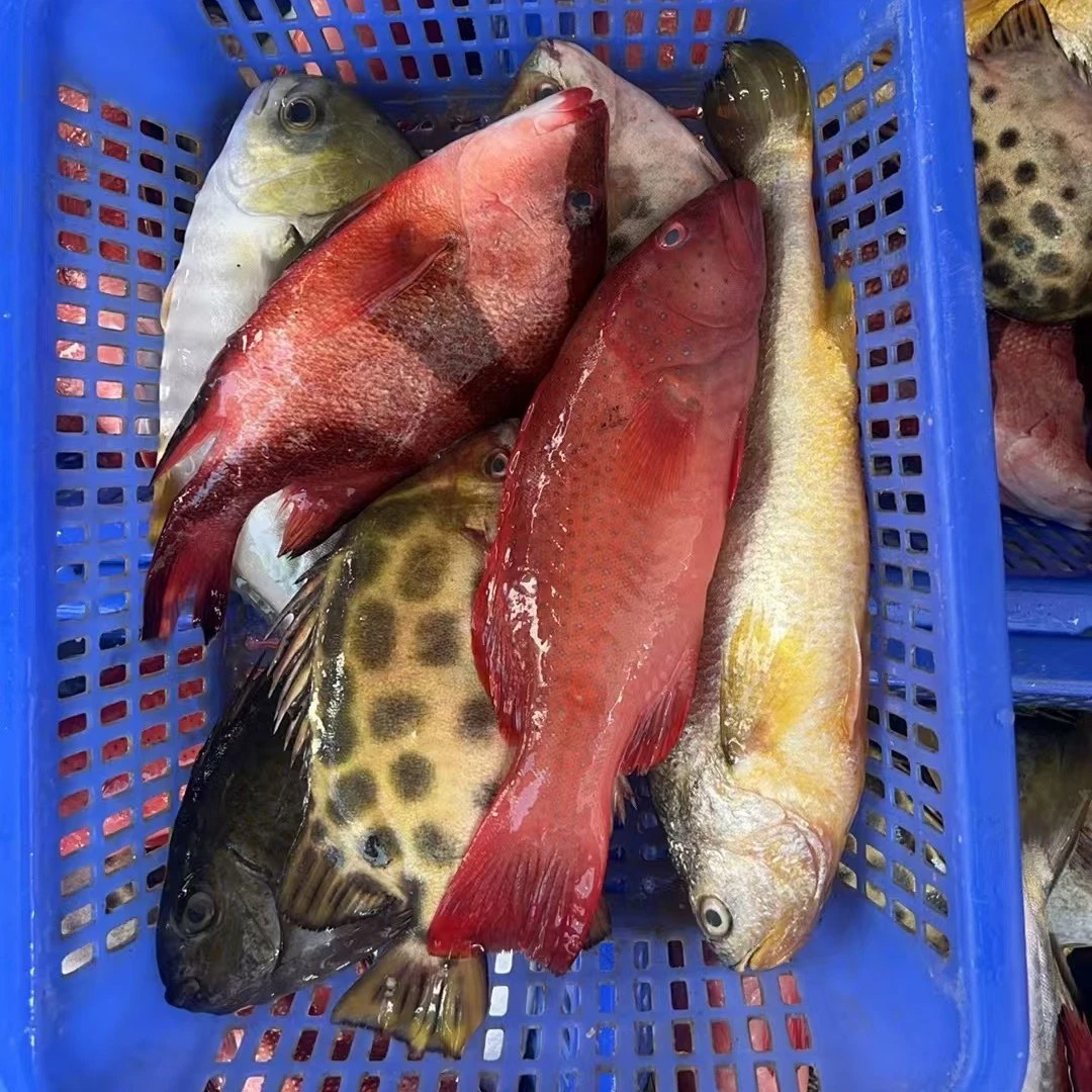 海鲜套餐B 东星斑杂鱼 5-6种海鱼 聚餐 送礼 广东阳江海陵岛