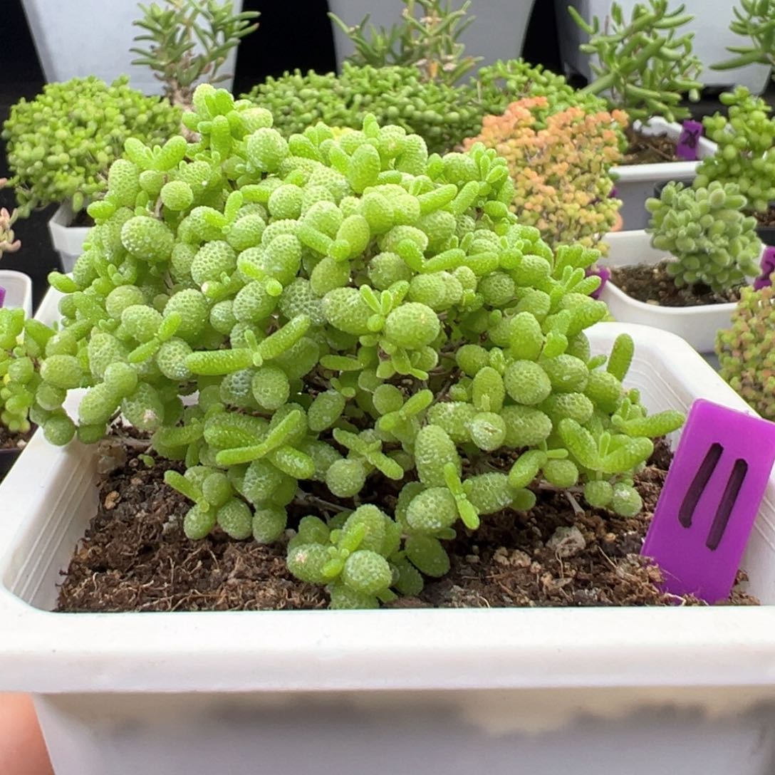 11号蜜橘糖球一物一拍