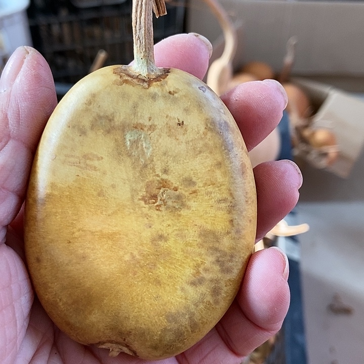 s j d k c h s k s k d c