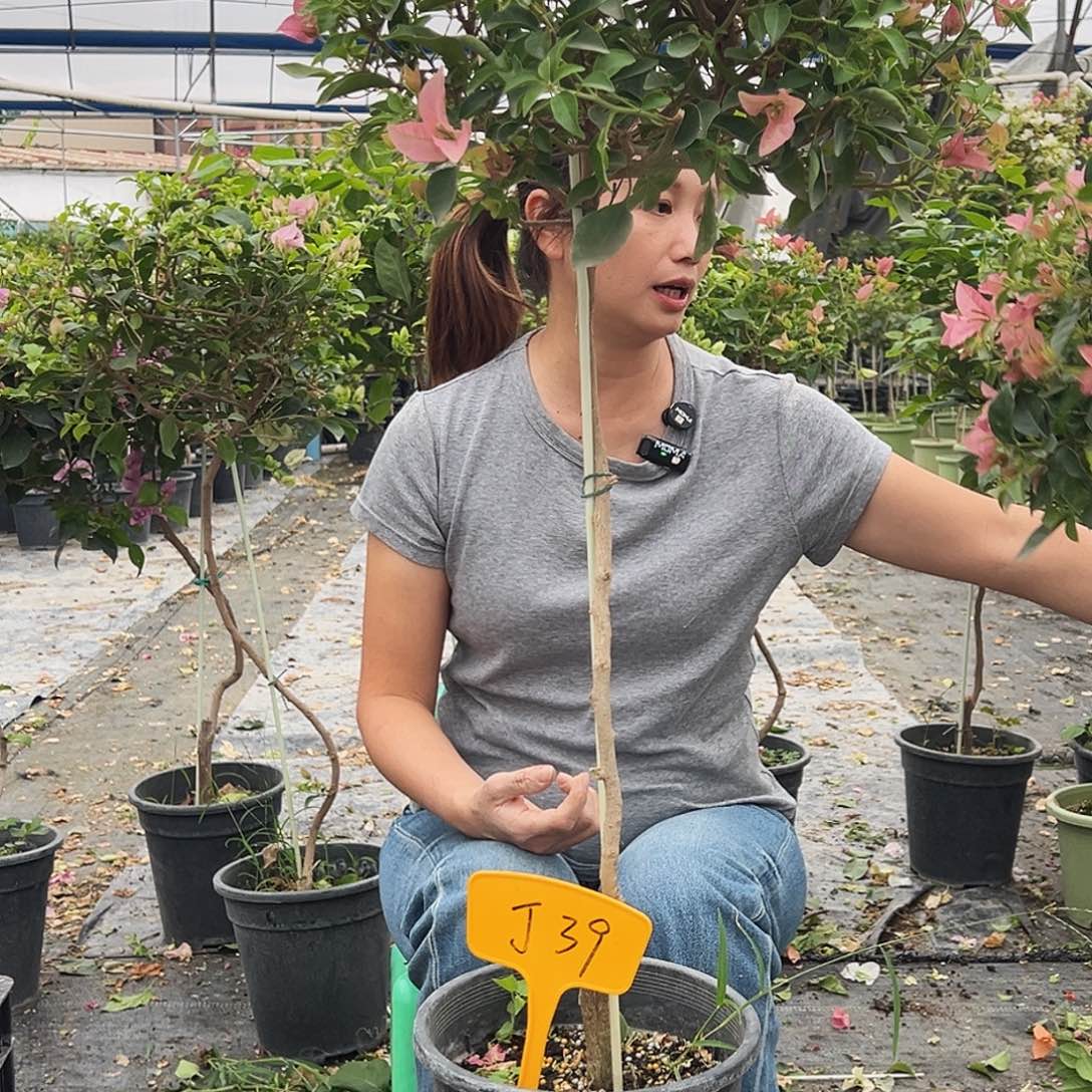 妍***工大部分花苞少量开放J39卡亚塔