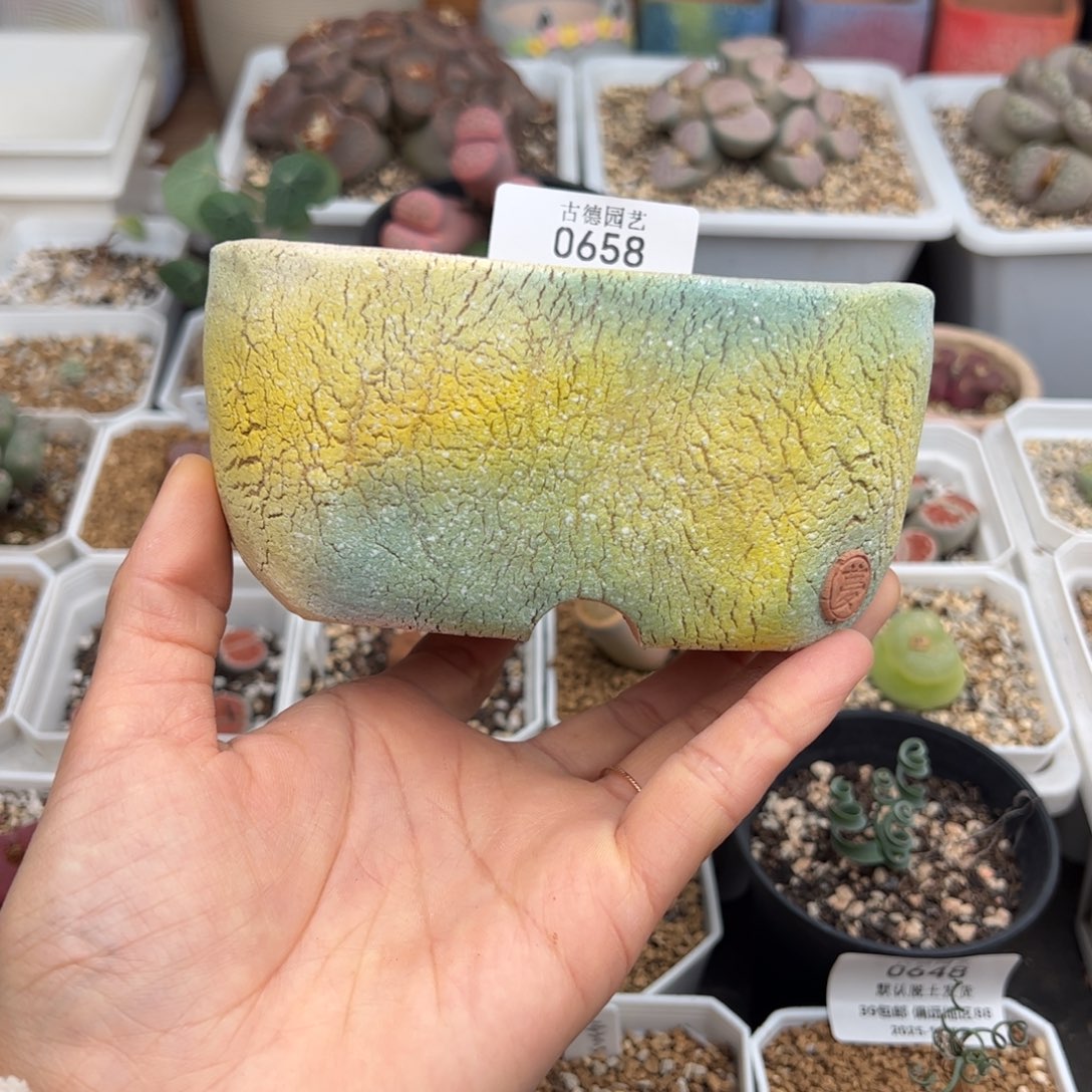 彩***！0658号 盆多肉植物