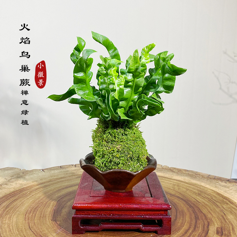 【宏展】火焰鸟巢蕨苔藓球新中式四季常青净化空气绿植