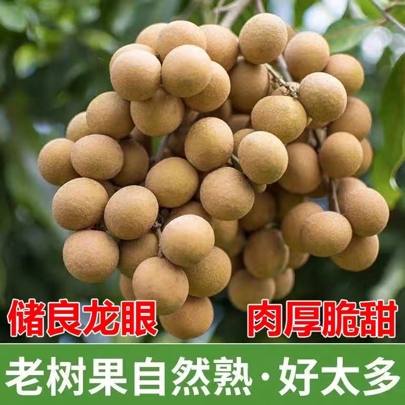 顺丰速运广东高州储良龙眼现摘现发清甜多汁肉厚饱满当季新鲜水果