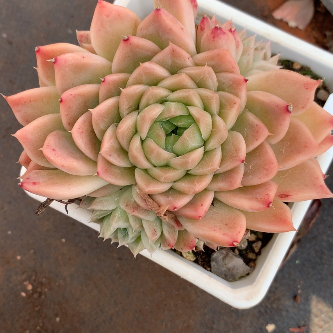 4828杂交精品基地10厘米