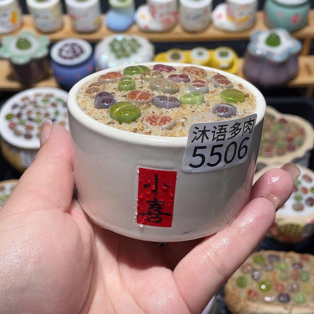 带盆土植物 一物一拍5506