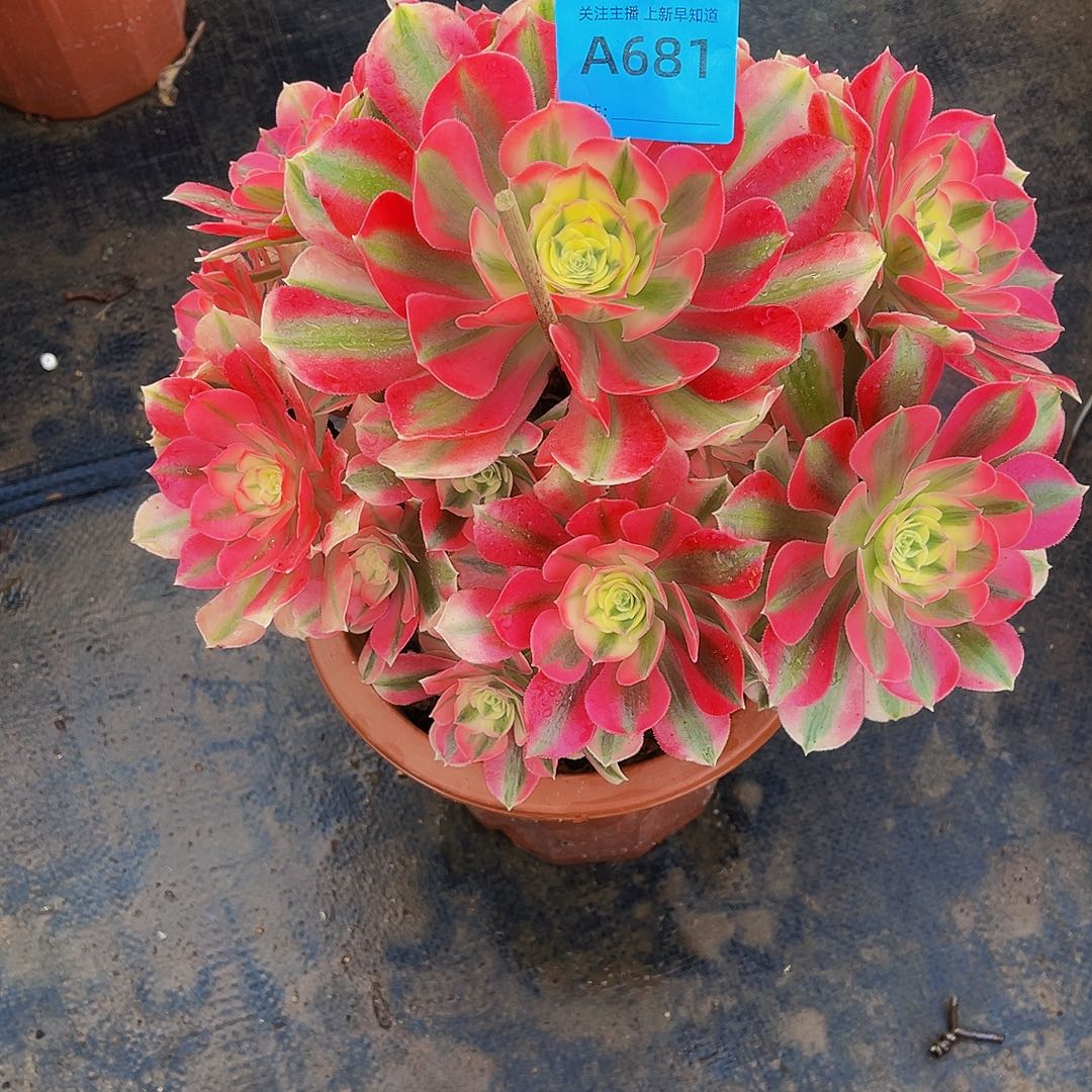 梁**c女巫681拖土发货