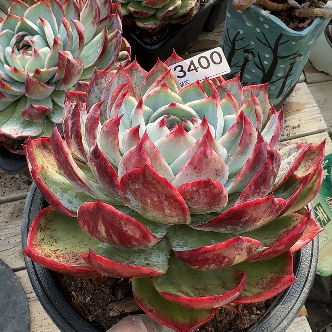 惊鸿仙子 3400.........