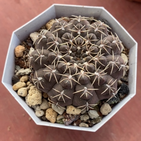 白刺瑞昌玉5仙人球