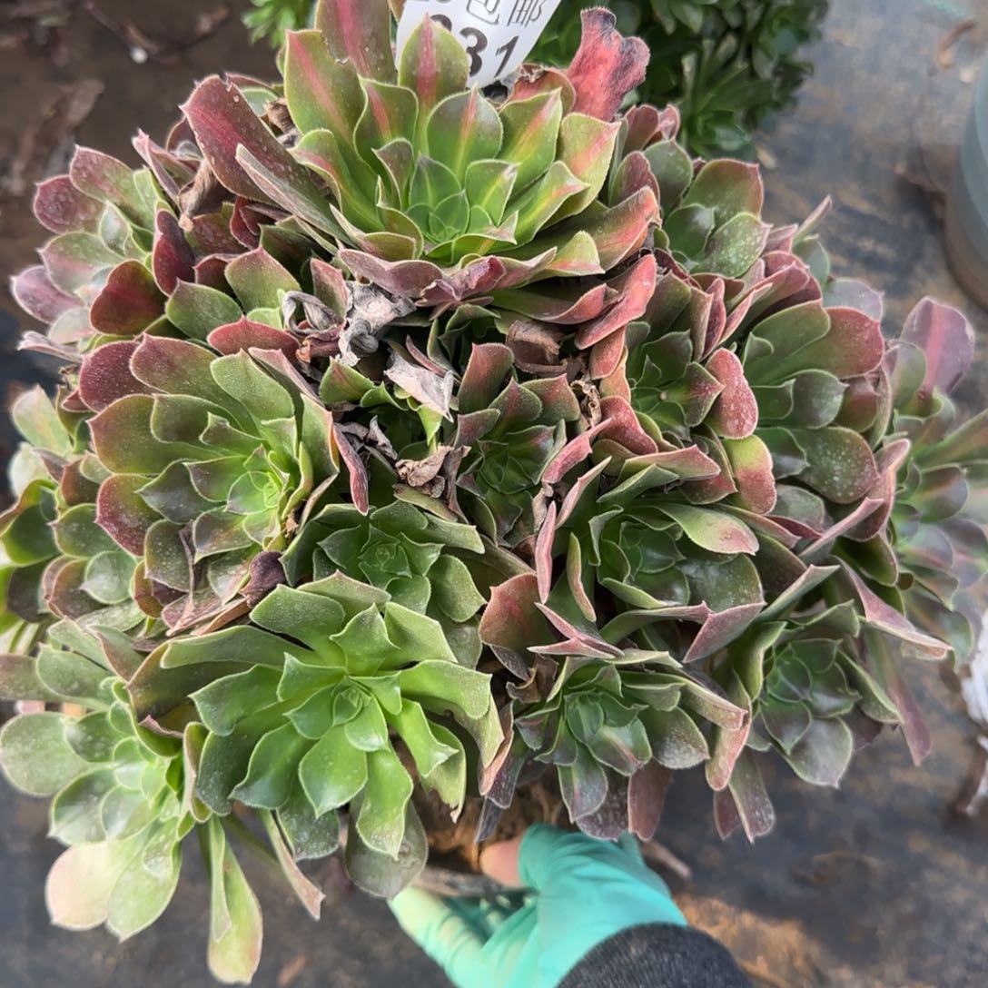 悬崖粉女中班231满20包邮断枝不包