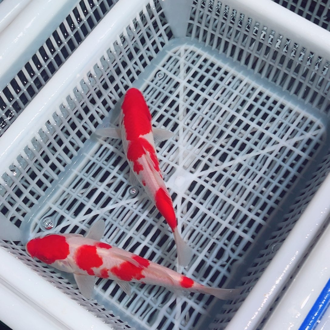 锦鲤锦鲤观赏鱼1111